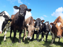 Load image into Gallery viewer, Beekeeper Natural