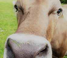 Load image into Gallery viewer, Honey and Oats Cows Milk Soap