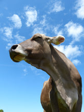 Load image into Gallery viewer, Nettle Cows Milk Soap