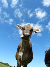 Load image into Gallery viewer, Natural Cows Milk Soap