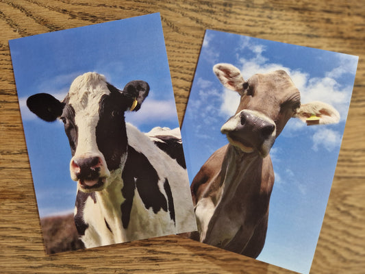 Cow Greeting Cards