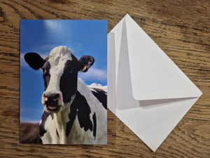Cow Greeting Cards
