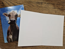 Load image into Gallery viewer, Cow Greeting Cards
