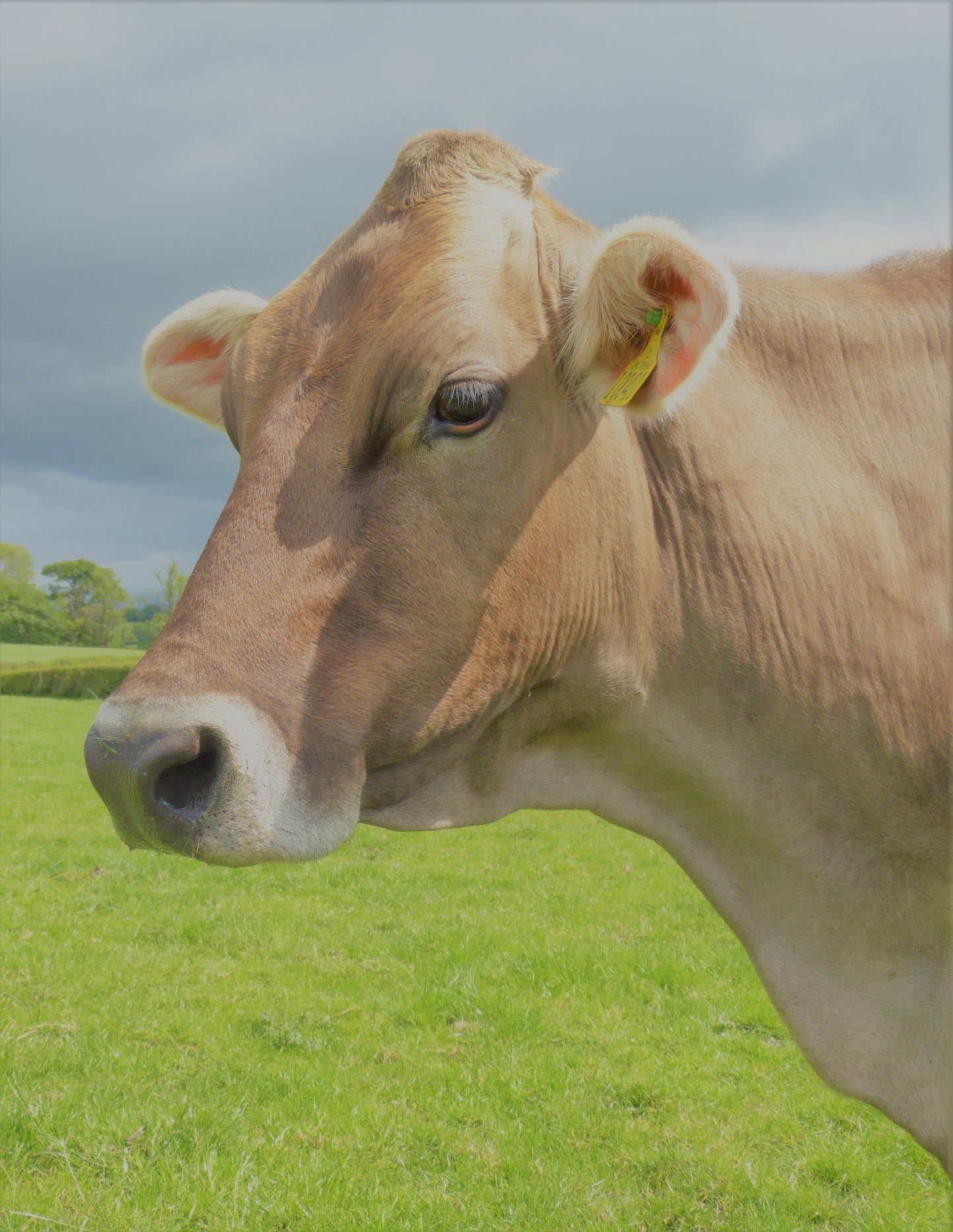 Just Moo Gift Card